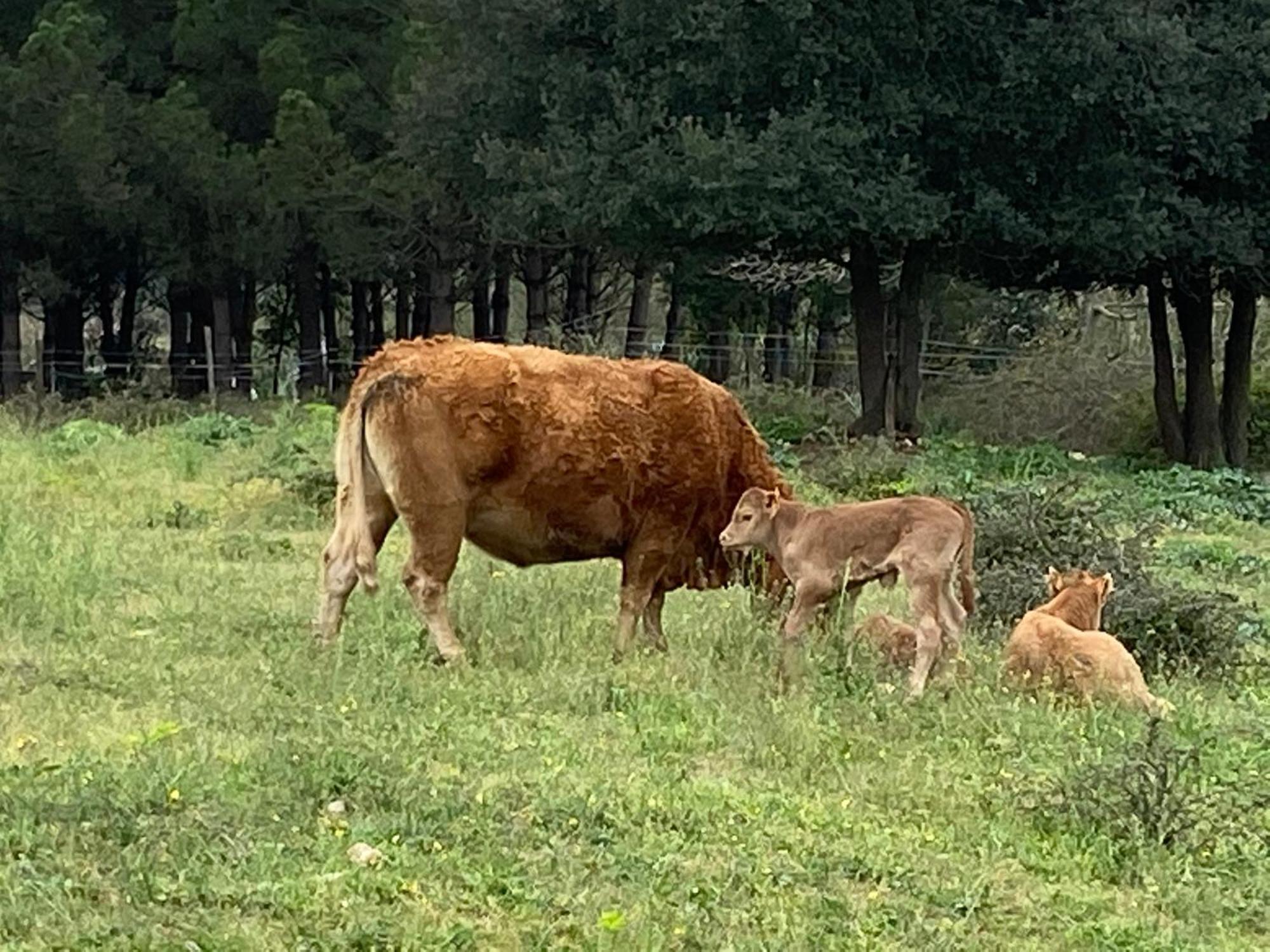 Casa Rural Can Jepet La Cellera de Ter Exteriér fotografie